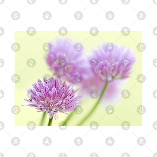 Chives by GeoffCarpenter