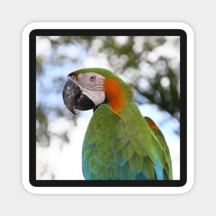 Harlequin Macaw Portrait Magnet