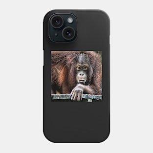 Young male Orangutan, Borneo Phone Case