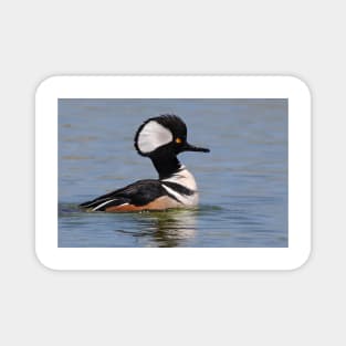 Hooded Merganser Magnet