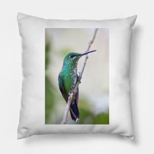 Green-crowned Brilliant hummingbird - Costa Rica Pillow