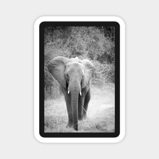 Black and white elephant Magnet