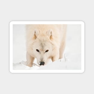 Arctic Wolf Magnet