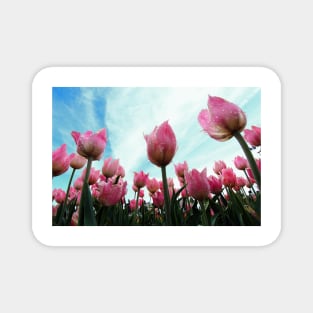 Pink Tulips Magnet