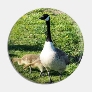 Canada Goose Parent Watching Its Goslings Pin