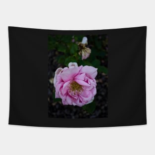 Coloma Garden Pink rose Tapestry