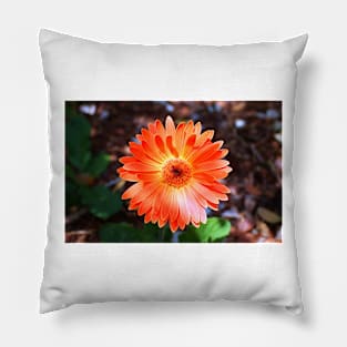 Orange Daisy Pillow