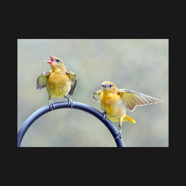 Oriole Fledglings by LaurieMinor