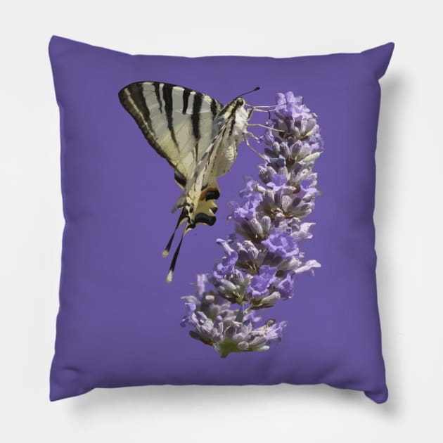 Side View Of Scarce Swallowtail Butterfly Feeding On Lilac Pillow by taiche