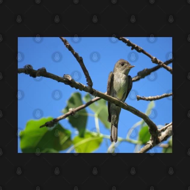Eastern Wood-Pewee No.2 by MaryLinH
