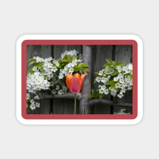 Tulips and pear blossoms in spring Magnet