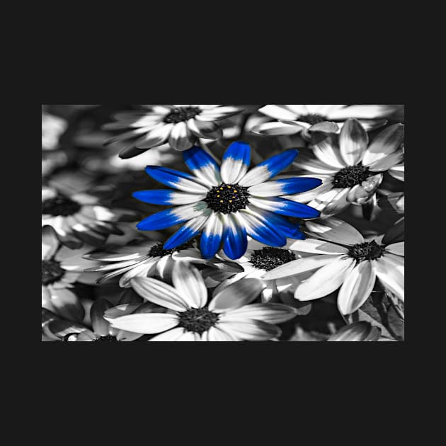 Blue Senetti by Reg-K-Atkinson