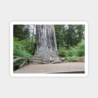 Redwoods California Nature Photography Pacific Northwest Magnet