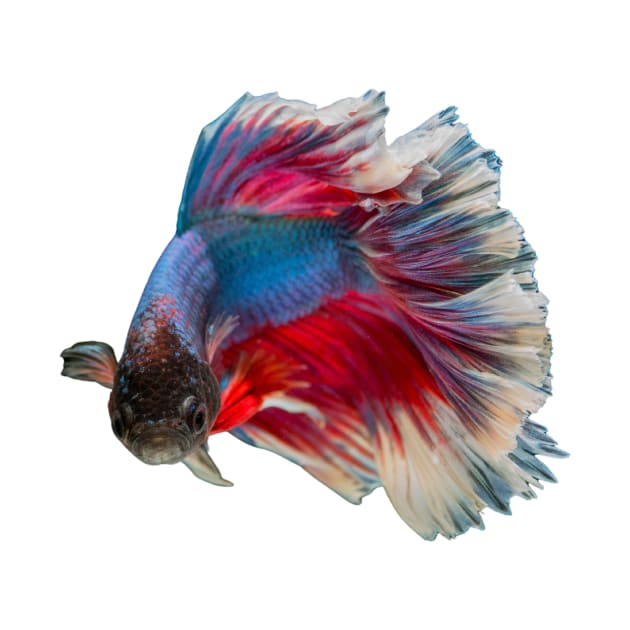 Siamese Fighting fish lovely design for people who keep tropical fish by Abstractdiva