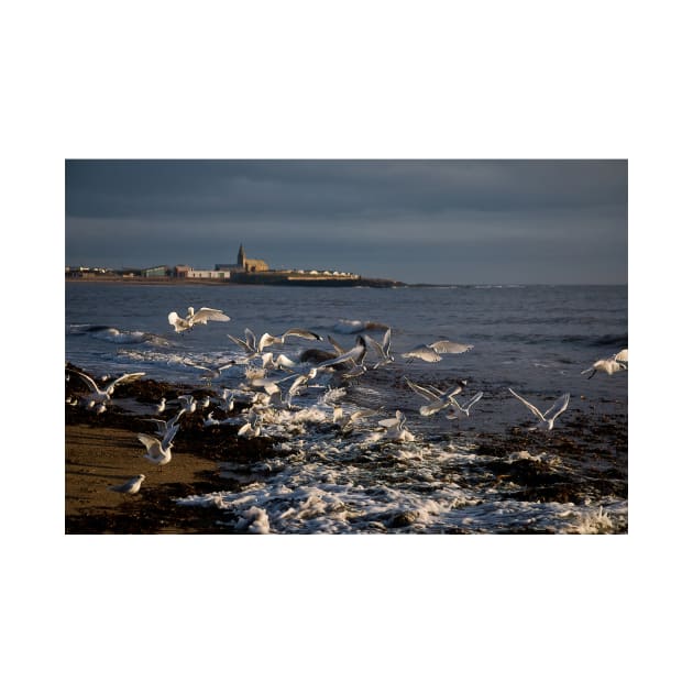 Seagulls feeding amongst the kelp by Violaman