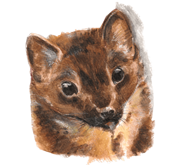 European Pine marten Kids T-Shirt by belettelepink