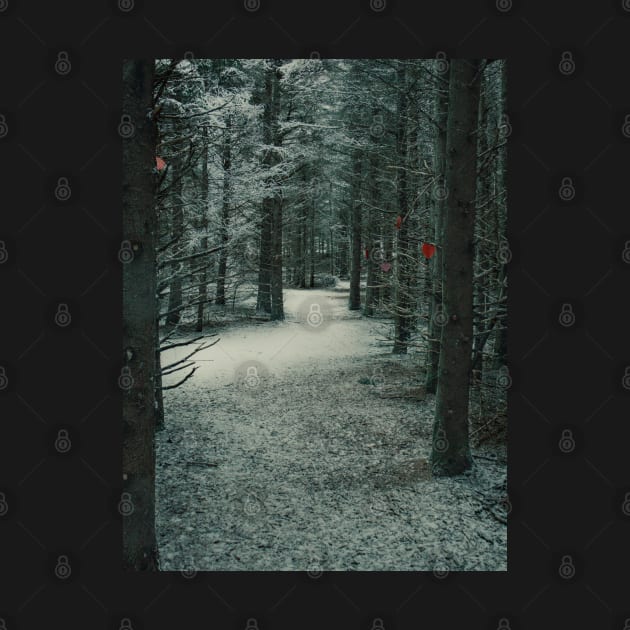 Photo of Mysterious Forest Trail Covered with Snow V3 by Family journey with God