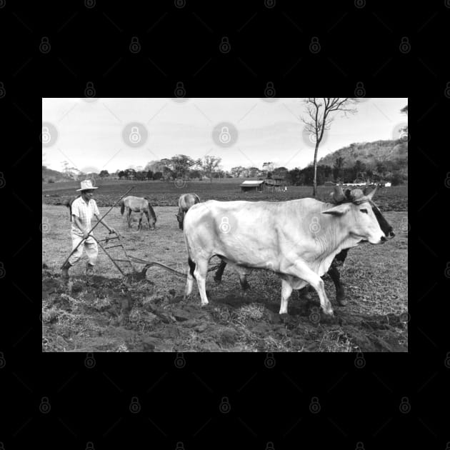 Vintage Photo of Mexican Farmer and Cows by In Memory of Jerry Frank