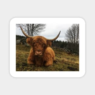 Scottish Highland Cattle Cow 2167 Magnet