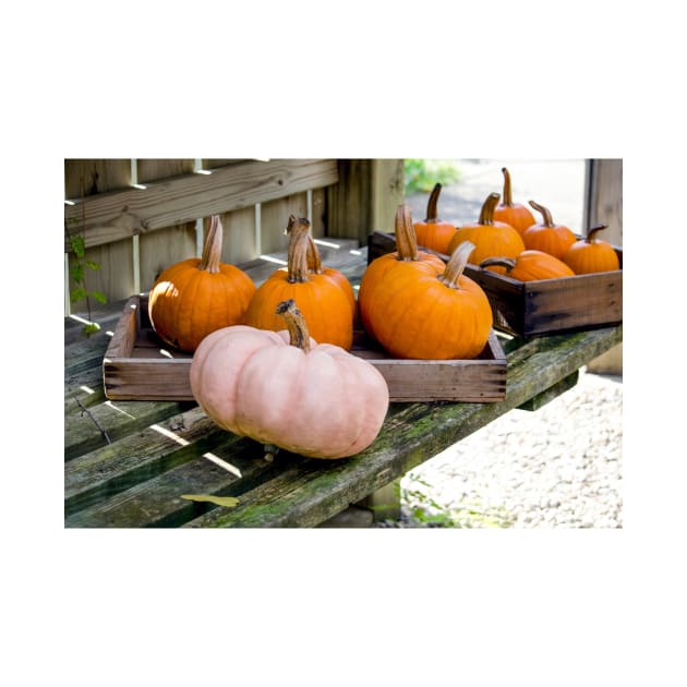 Halloween pumpkins in the potting shed by iyd39