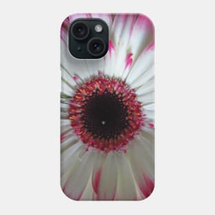 wonderful gerbera flower, pink,white Phone Case