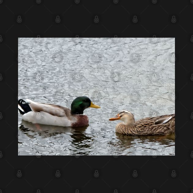Duck Date by jillnightingale