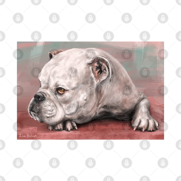 Painting of a White Bulldog Lying on the Floor. Red, Turquoise Background by ibadishi