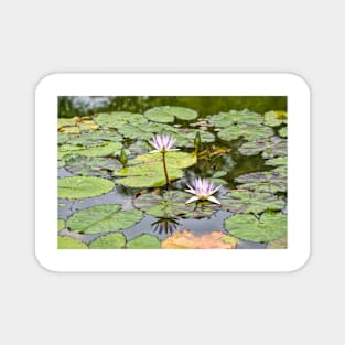 White Lotus Flowers Magnet