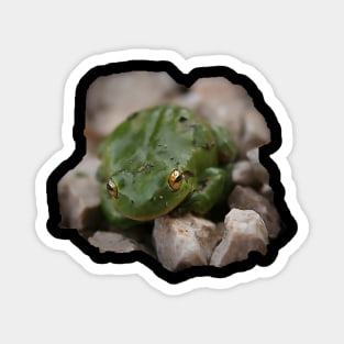 small green frog on pebbles Magnet