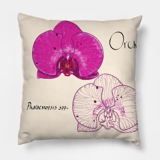 Orchid (Phalaenopsis sp) flower illustration Pillow