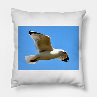 Seagull on Hunt Pillow