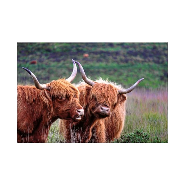 Dartmoor's Highlanders by avrilharris