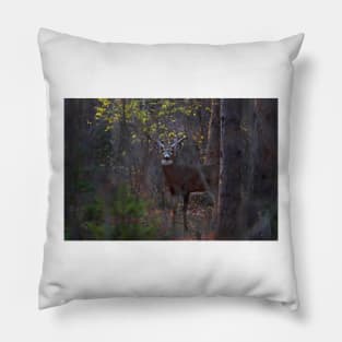 Deep Woods Buck - White-tailed Deer Pillow