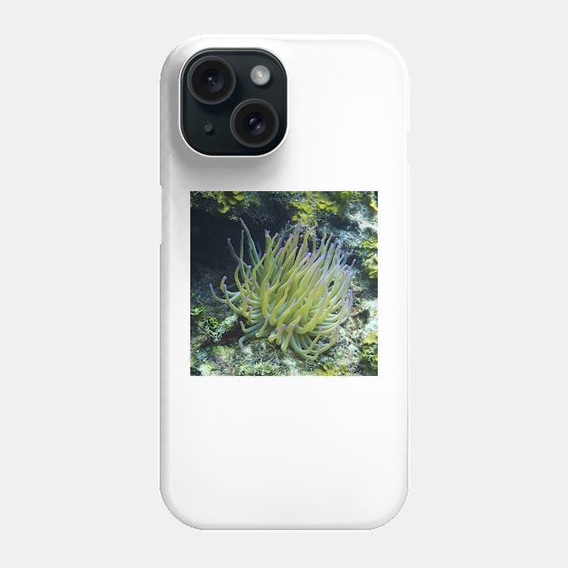 Pink Tipped Giant Sea Anemone Phone Case by Scubagirlamy