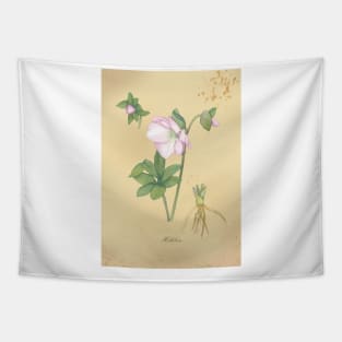 Hellebore, watercolor painting Tapestry