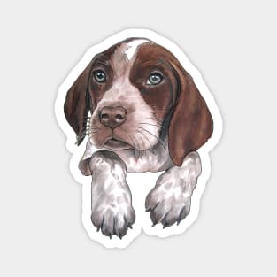 German Shorthaired Pointer puppy Magnet