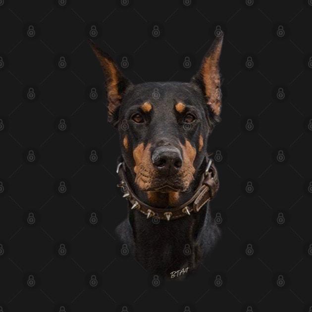 Doberman Pinscher by German Wirehaired Pointer 