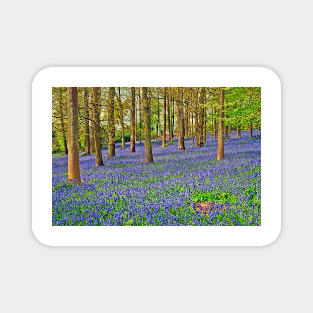 Bluebells Bluebell Woods Greys Court Oxfordshire UK Magnet by AndyEvansPhotos