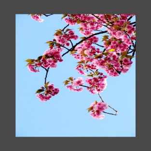 Pink flowers against blue sky T-Shirt