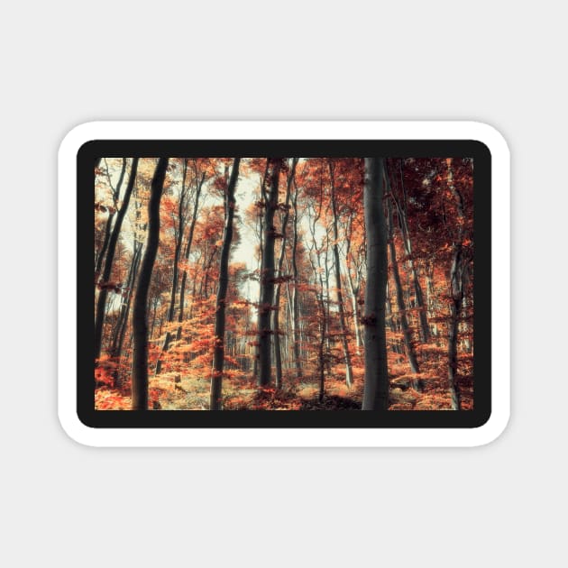 Fall in the woods Magnet by hraunphoto