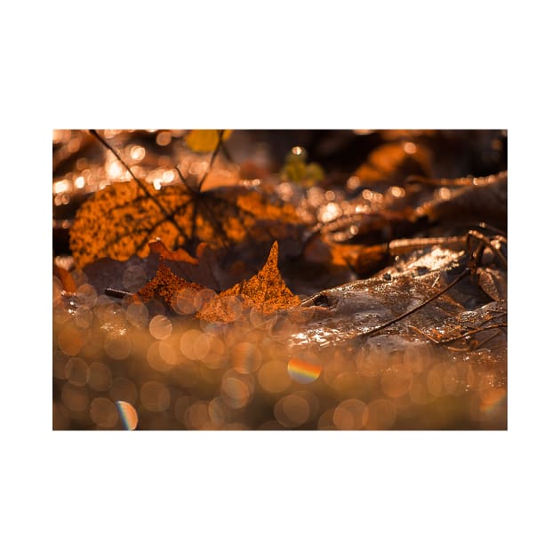 Autumn Bokeh by cinema4design