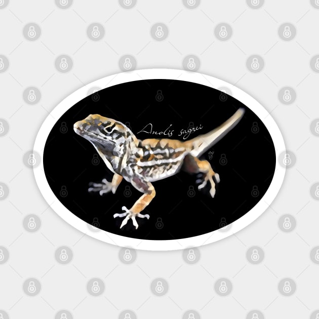 Brown anole with scientific name Magnet by austinmg