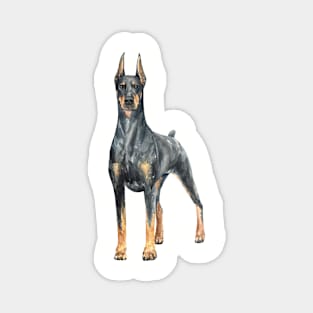 Black Doberman Watercolor Painting Magnet