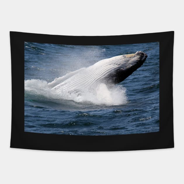 Humpback whale breaching off Eden, NSW Tapestry by Kirkcov