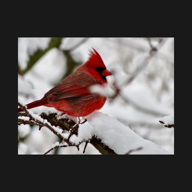 Winter Cardinal 4 by GDGCreations