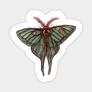 Watercolor Spanish Moon Moth Magnet