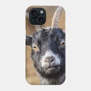 Goat milk? cute and funny goat photograph Phone Case