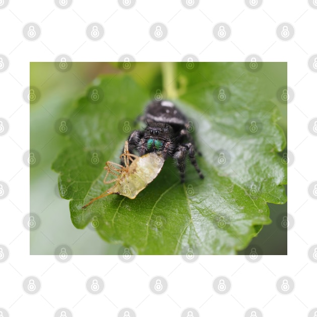 Phidippus audax (bold jumping spider) with prey (stinkbug) by SDym Photography