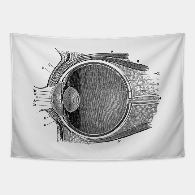 Unlabeled Eye Anatomy Diagram - Vintage Anatomy Tapestry by Vintage Anatomy Prints