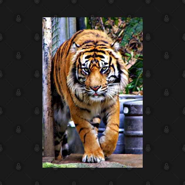 Siberian Tiger by kcrystalfriend